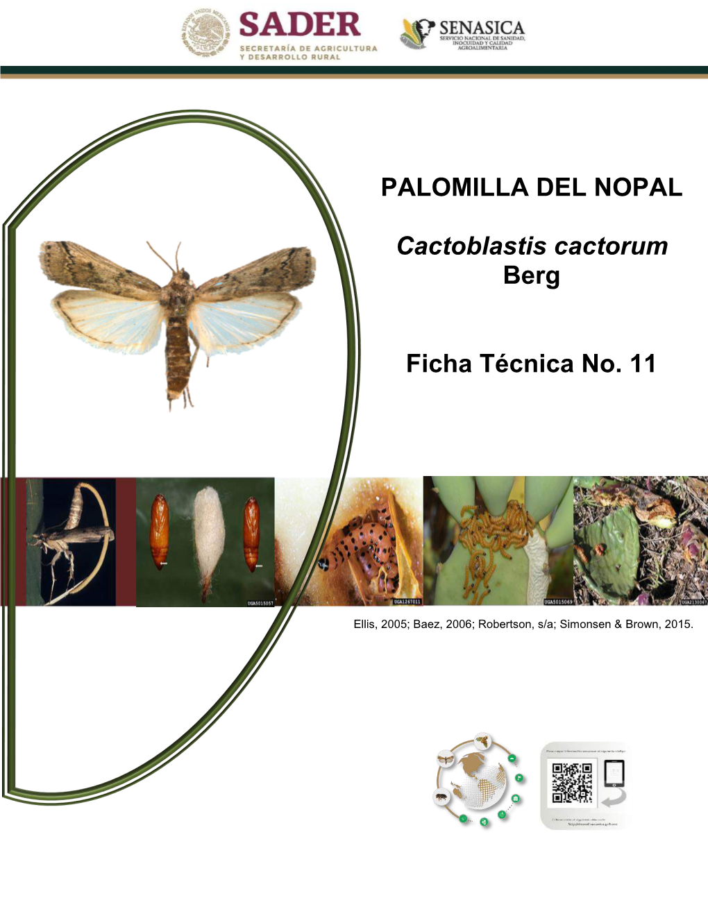 PALOMILLA DEL NOPAL Cactoblastis Cactorum Berg Ficha Técnica No. 11