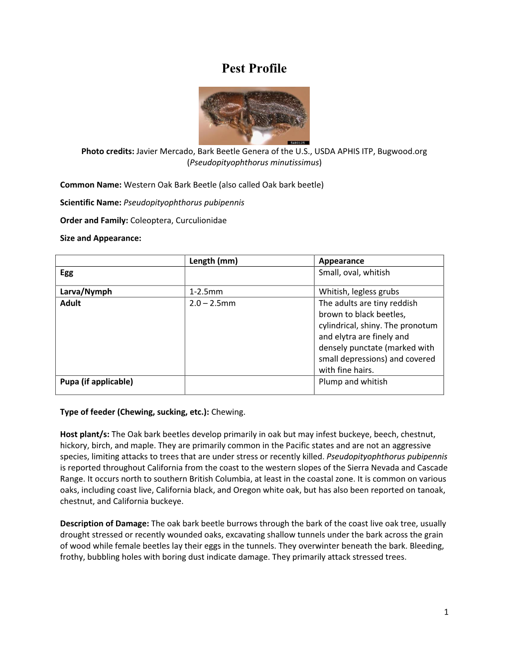 Oak Bark Beetle (Also Called Oak Bark Beetle) Scientific Name: Pseudopityophthorus Pubipennis Order and Family: Coleoptera, Curculionidae Size and Appearance