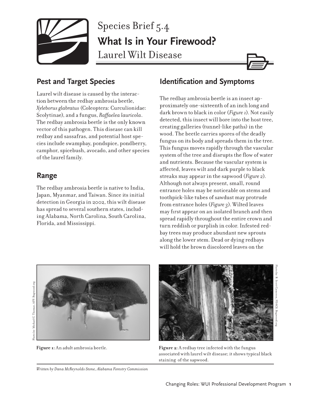 Laurel Wilt Disease