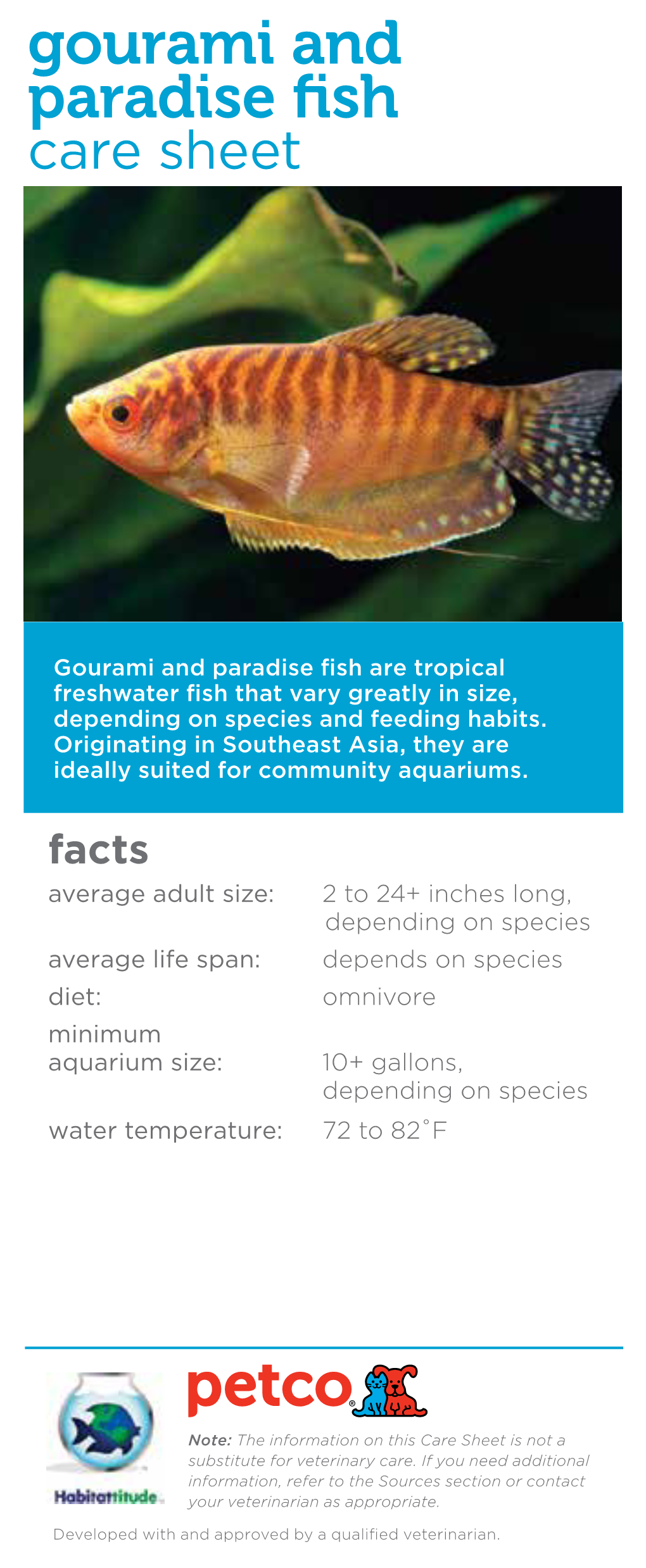 Gourami and Paradise Fish Care Sheet