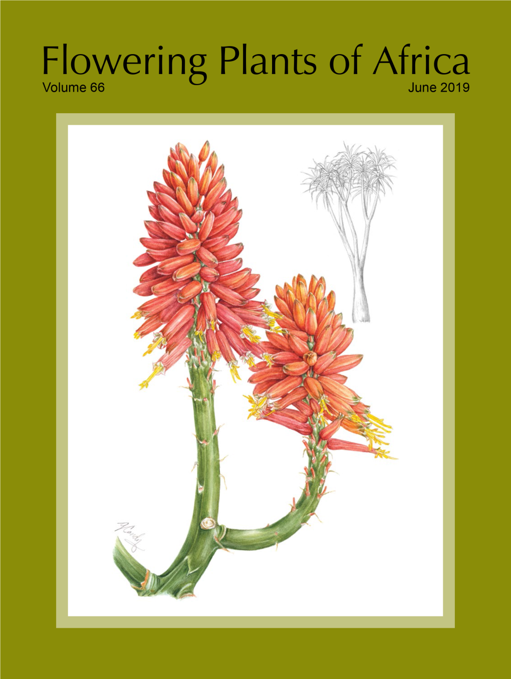 Eucomis Sonnetteana