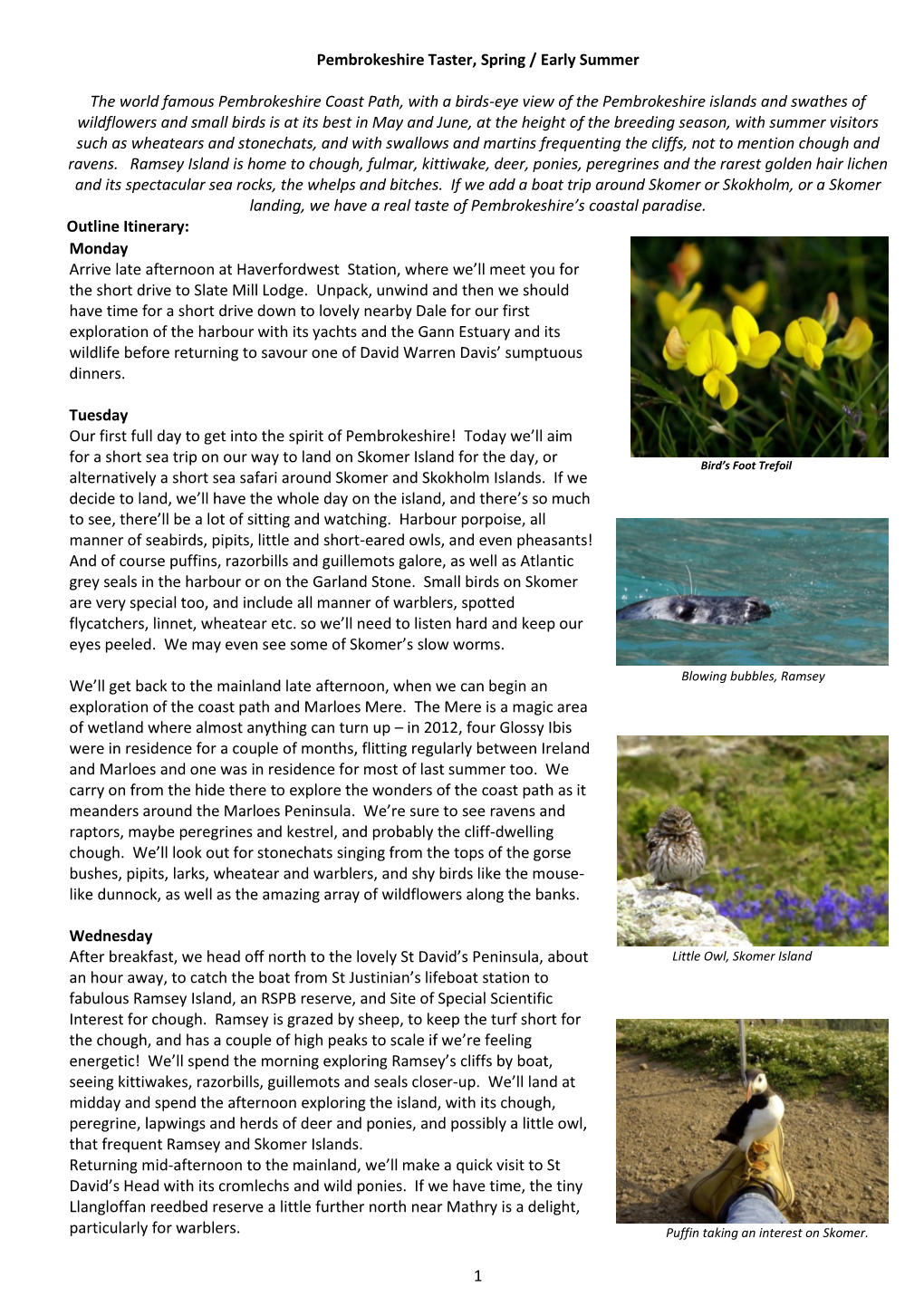 Pembrokeshire Spring Safari