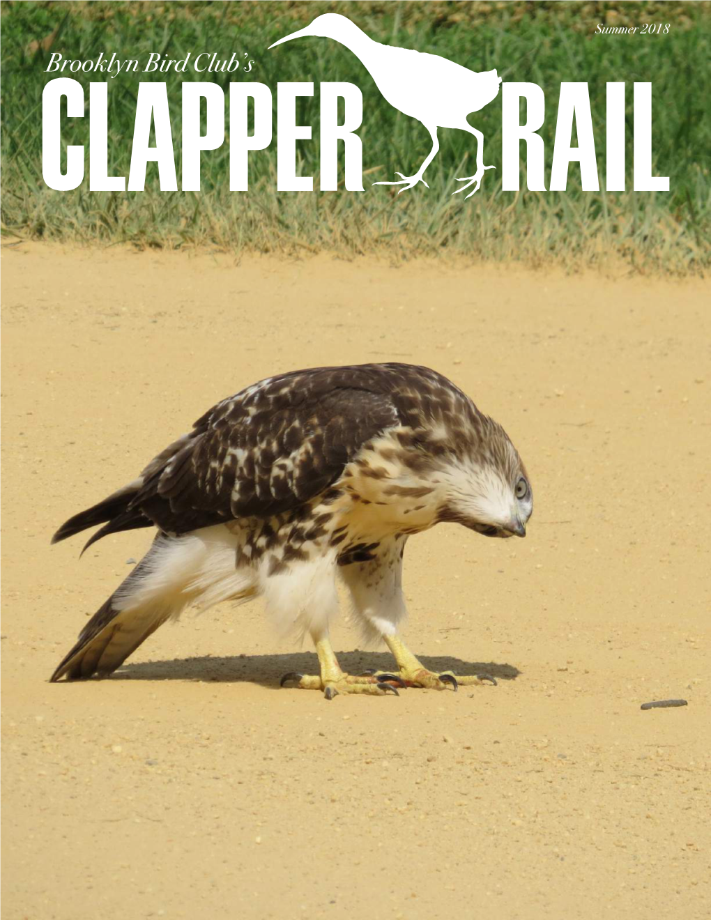 Clapper Rail Summer 2018 Editor's Note Inside This Issue 3 Plumb Beach 7 Nests Clapper Rail at Plumb Beach