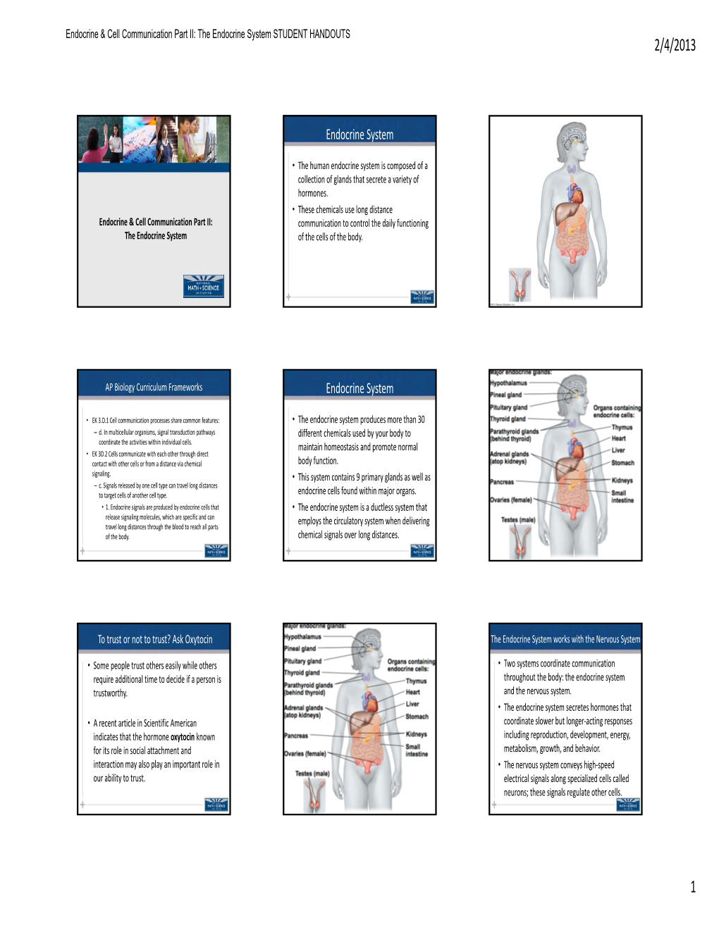 Endocrine System STUDENT HANDOUTS 2/4/2013