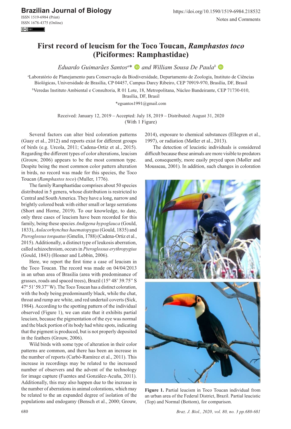 First Record of Leucism for the Toco Toucan, Ramphastos Toco