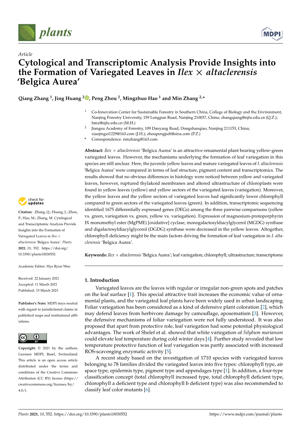 Cytological and Transcriptomic Analysis Provide Insights Into the Formation of Variegated Leaves in Ilex × Altaclerensis ‘Belgica Aurea’