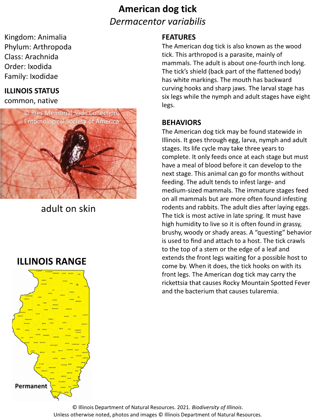 American Dog Tick Dermacentor Variabilis Kingdom: Animalia FEATURES Phylum: Arthropoda the American Dog Tick Is Also Known As the Wood Class: Arachnida Tick