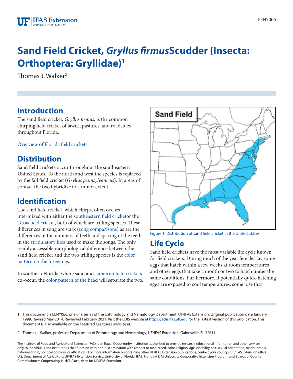 Sand Field Cricket, Gryllus Firmus Scudder