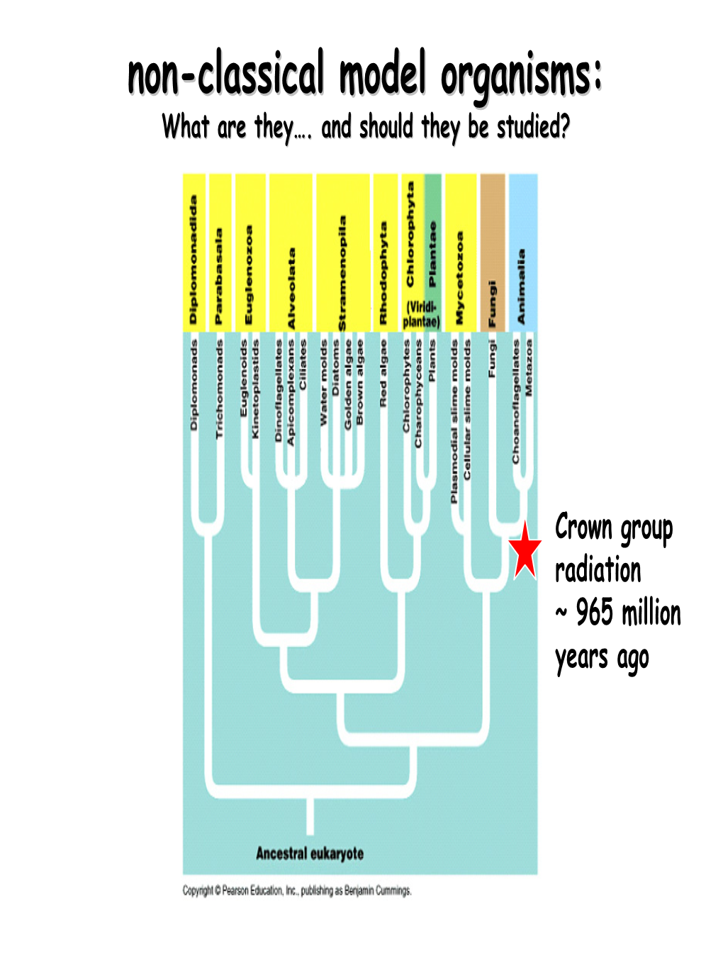 Non-Classical Model Organisms