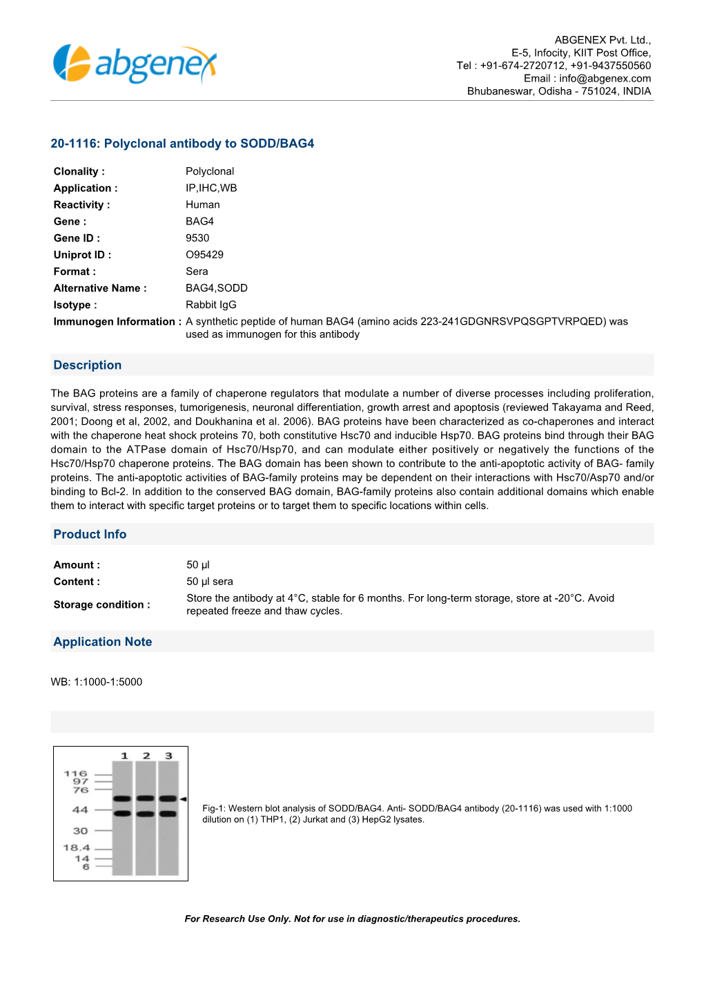 20-1116: Polyclonal Antibody to SODD/BAG4 Description