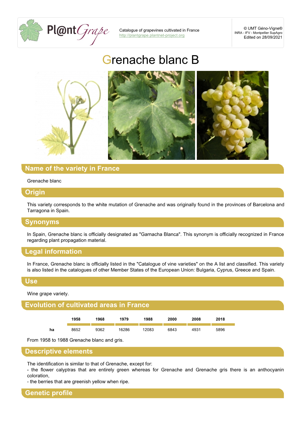 Grenache Blanc B