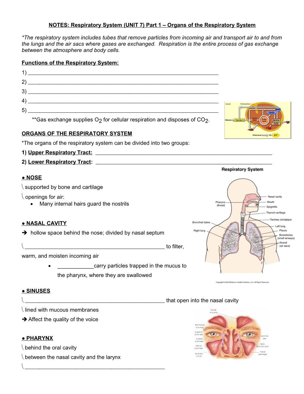 NOTES: Respiratory System(CH 16) Part 1 Organs of the Respiratory System