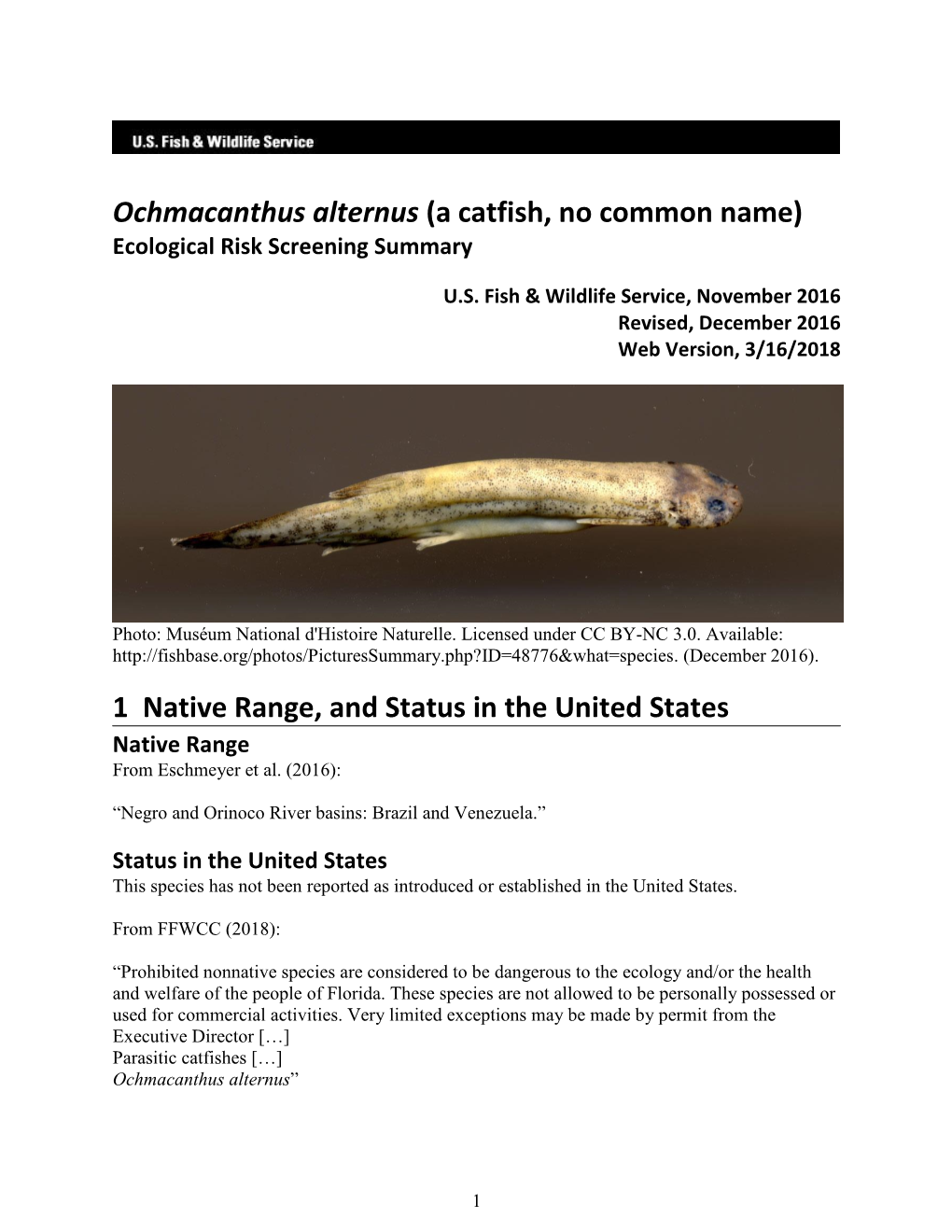 Ochmacanthus Alternus (A Catfish, No Common Name) Ecological Risk Screening Summary