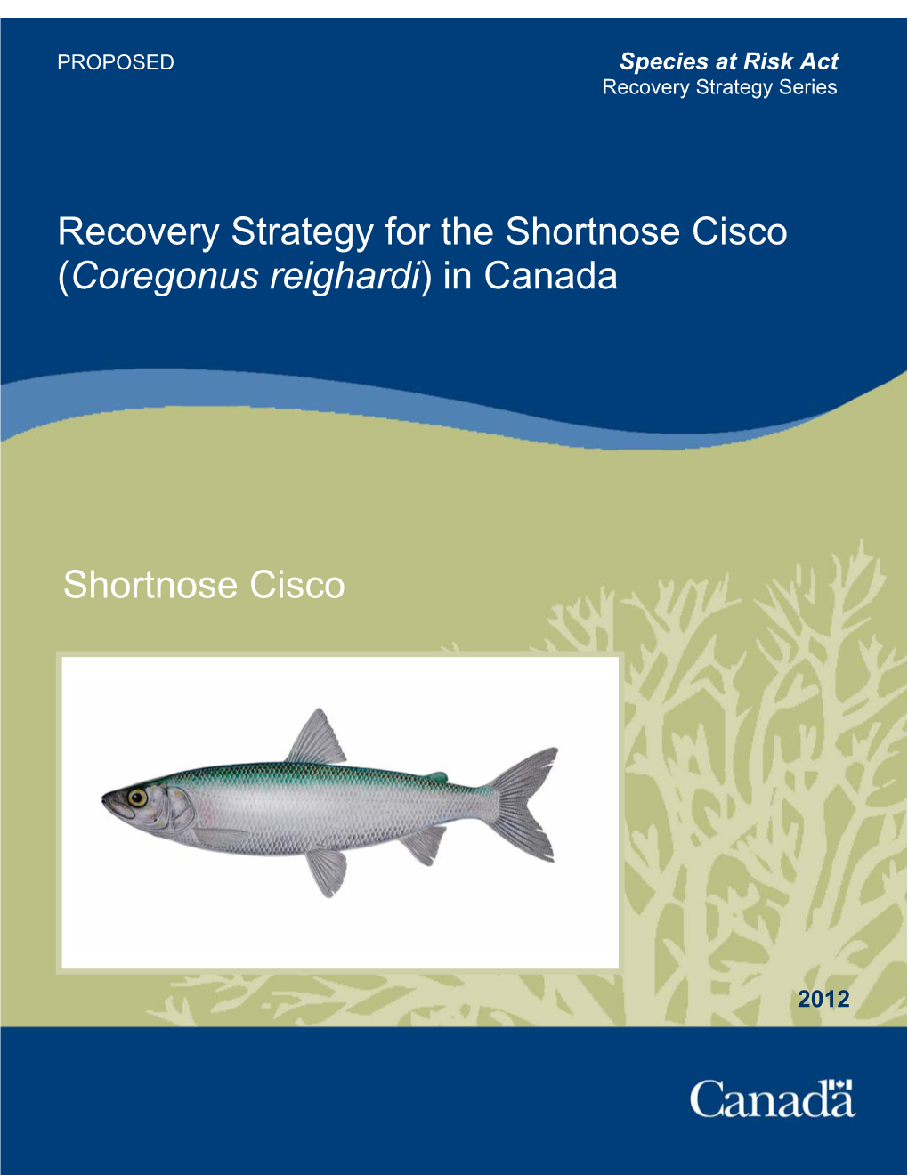 Recovery Strategy for the Shortnose Cisco (Coregonus Reighardi) in Canada