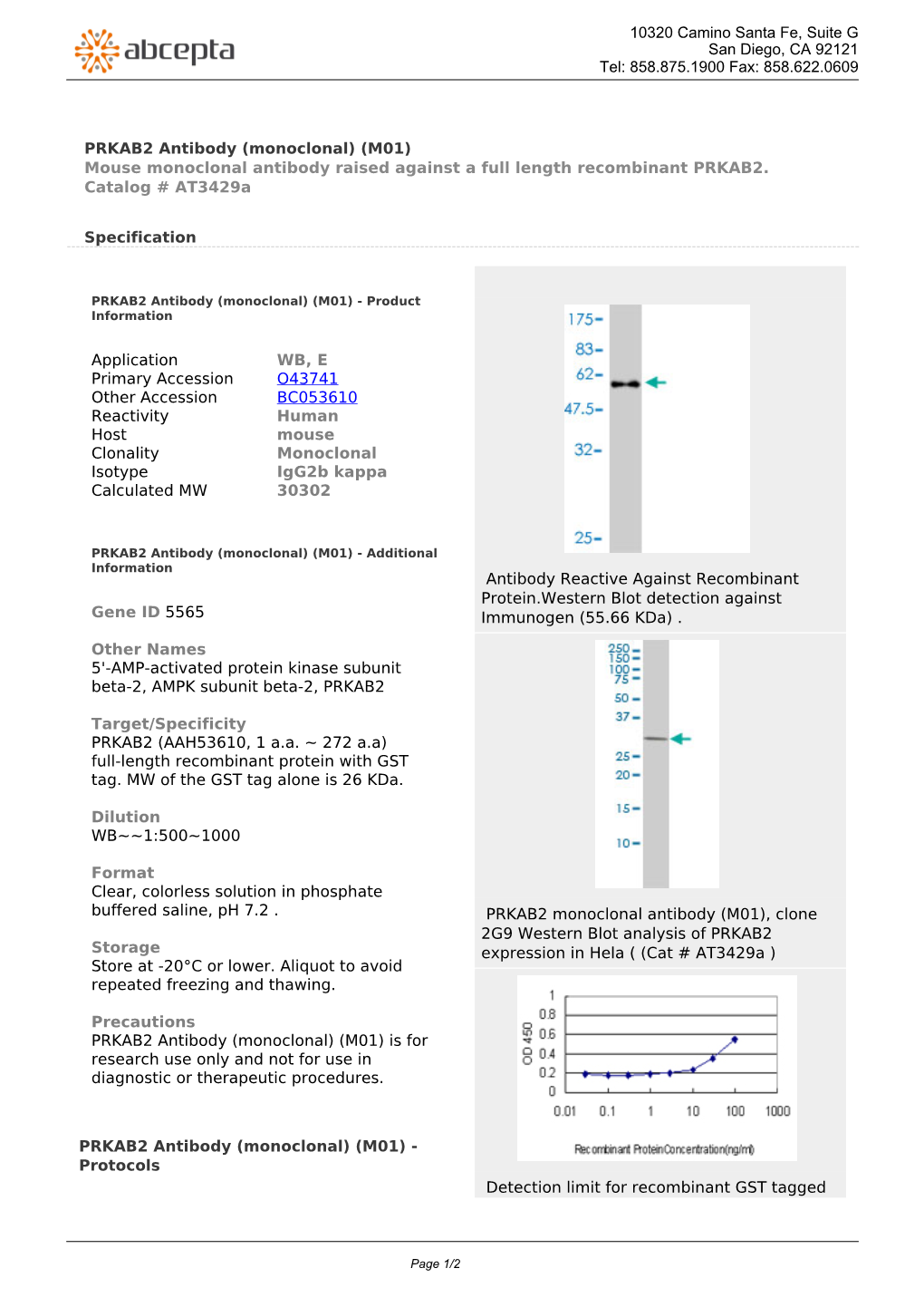 PRKAB2 Antibody (Monoclonal) (M01) Mouse Monoclonal Antibody Raised Against a Full Length Recombinant PRKAB2