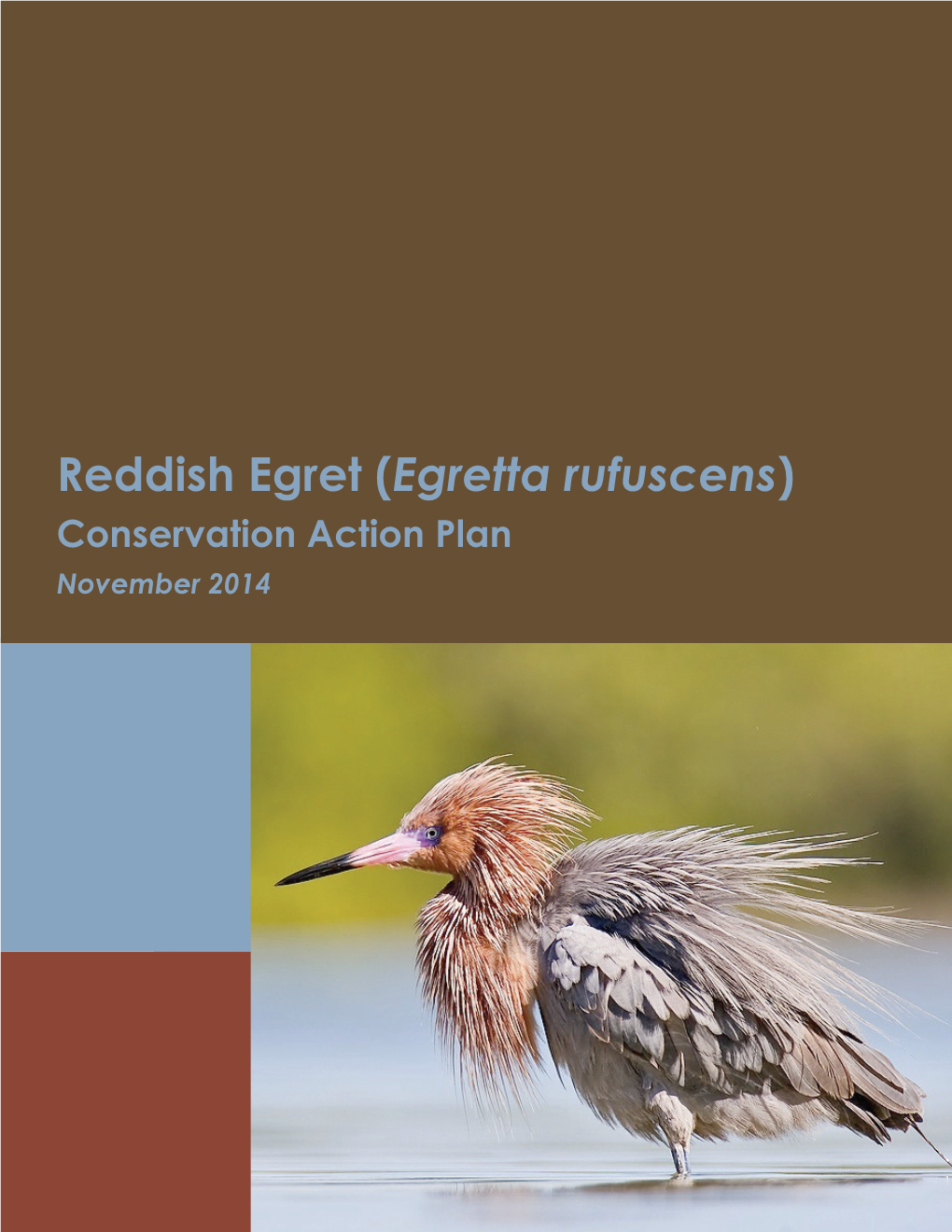 Reddish Egret (Egretta Rufuscens) Conservation Action Plan November 2014