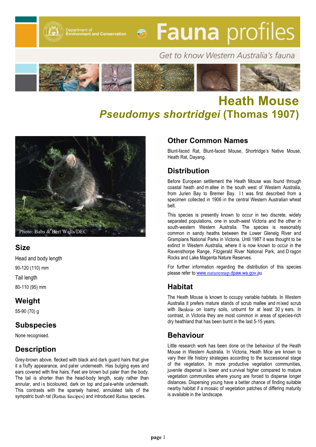 Heath Mouse Pseudomys Shortridgei (Thomas 1907)