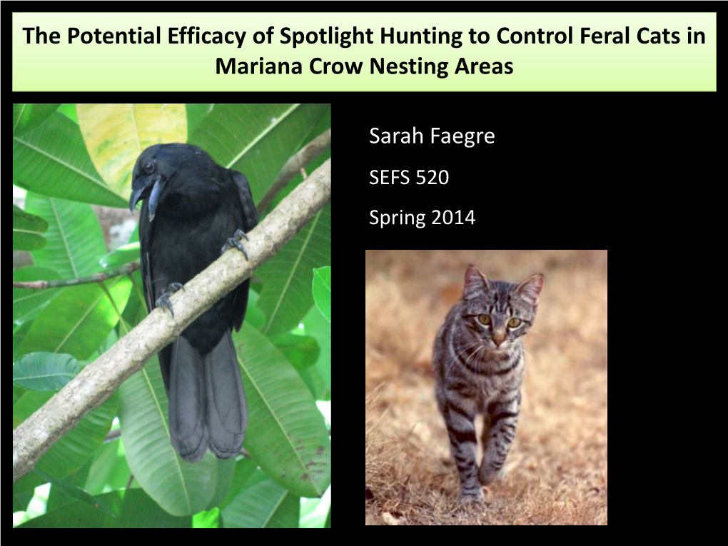 Natal Dispersal in the Mariana Crow, Corvus Kubaryi