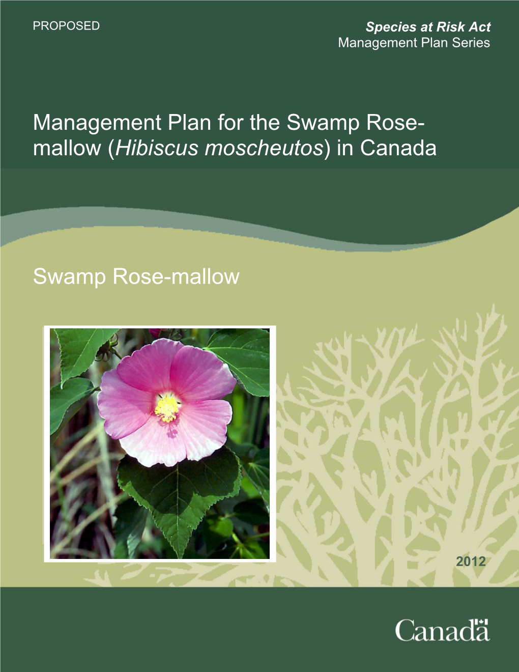 Swamp Rose-Mallow