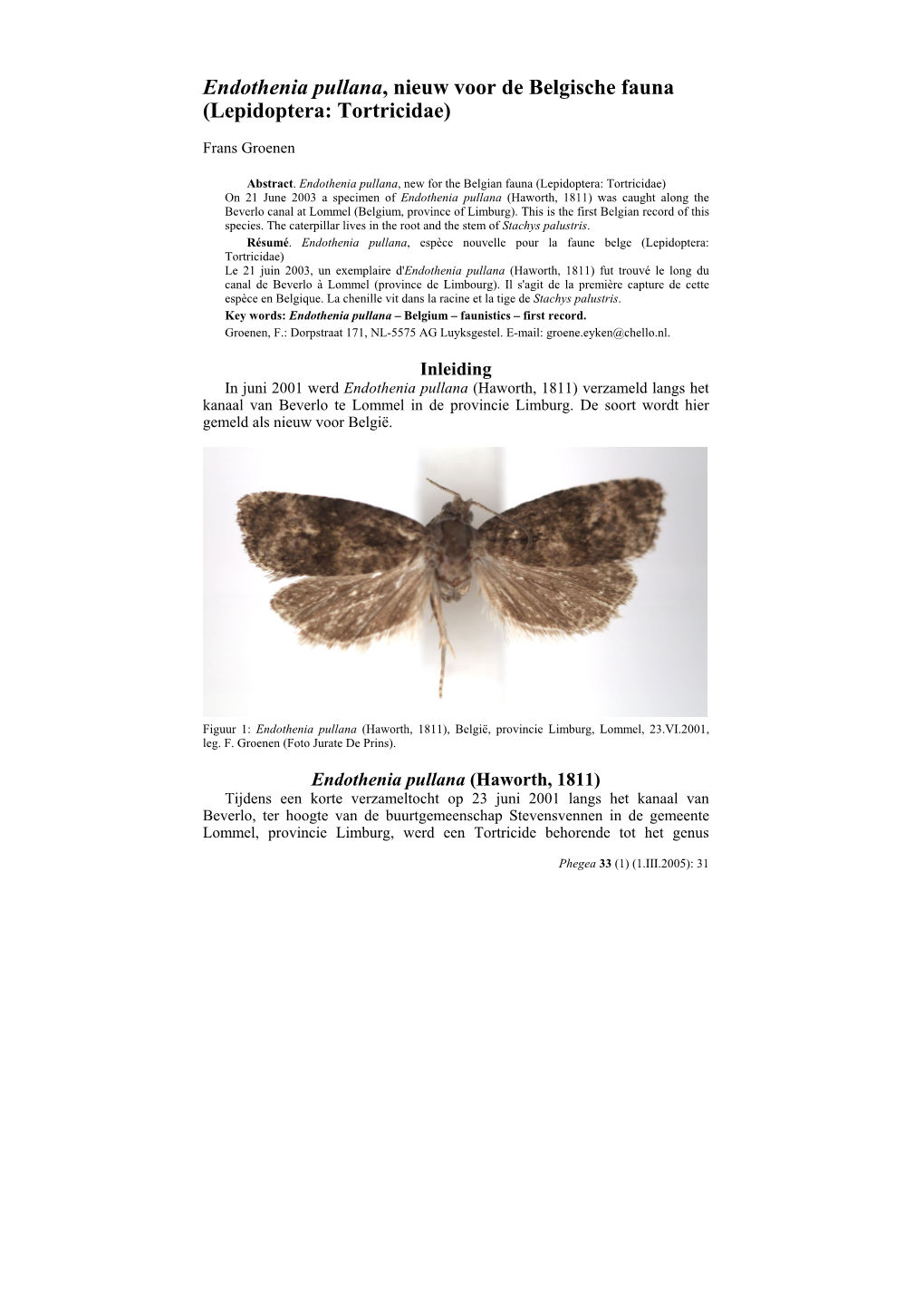 Endothenia Pullana, Nieuw Voor De Belgische Fauna (Lepidoptera: Tortricidae)