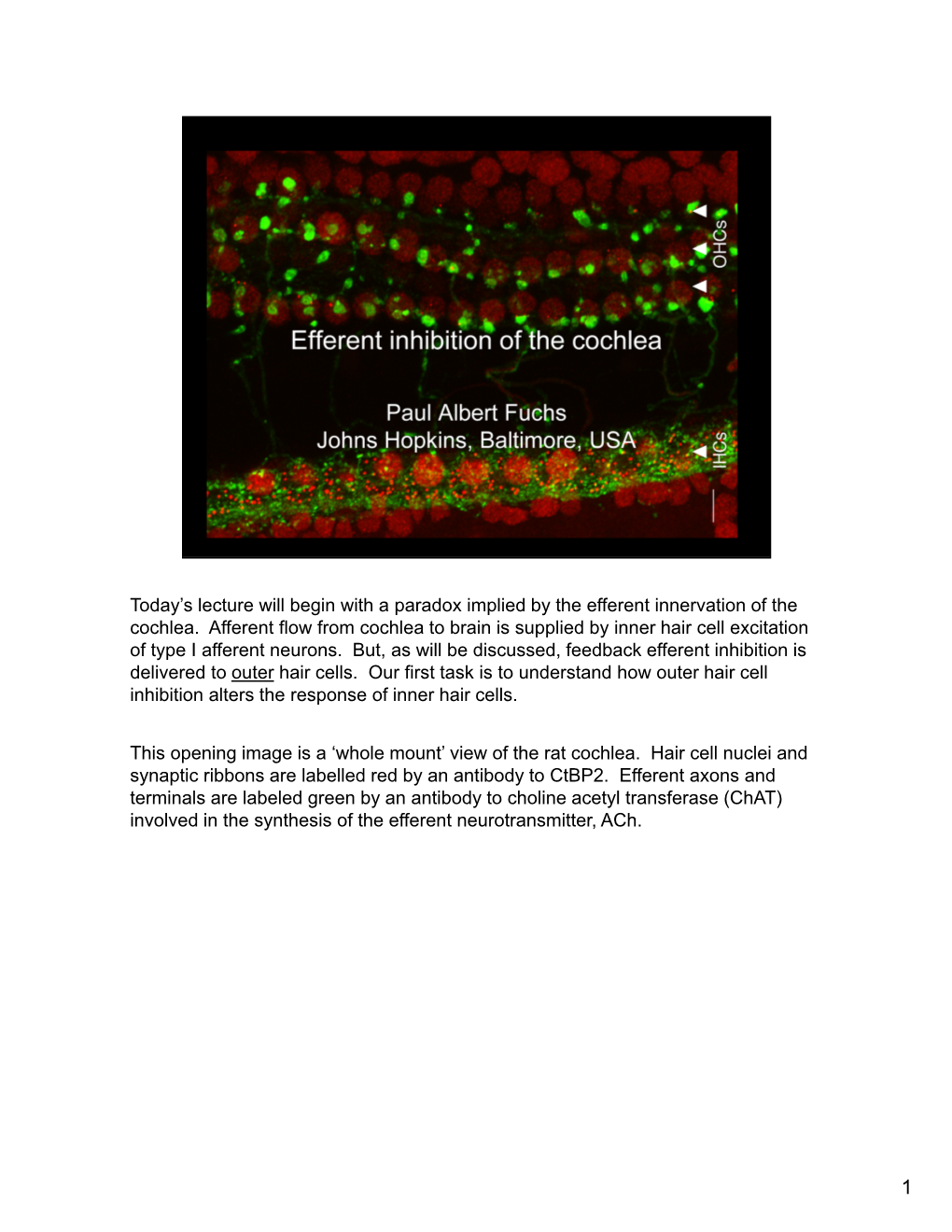 Efferent Inhibition of the Cochlea