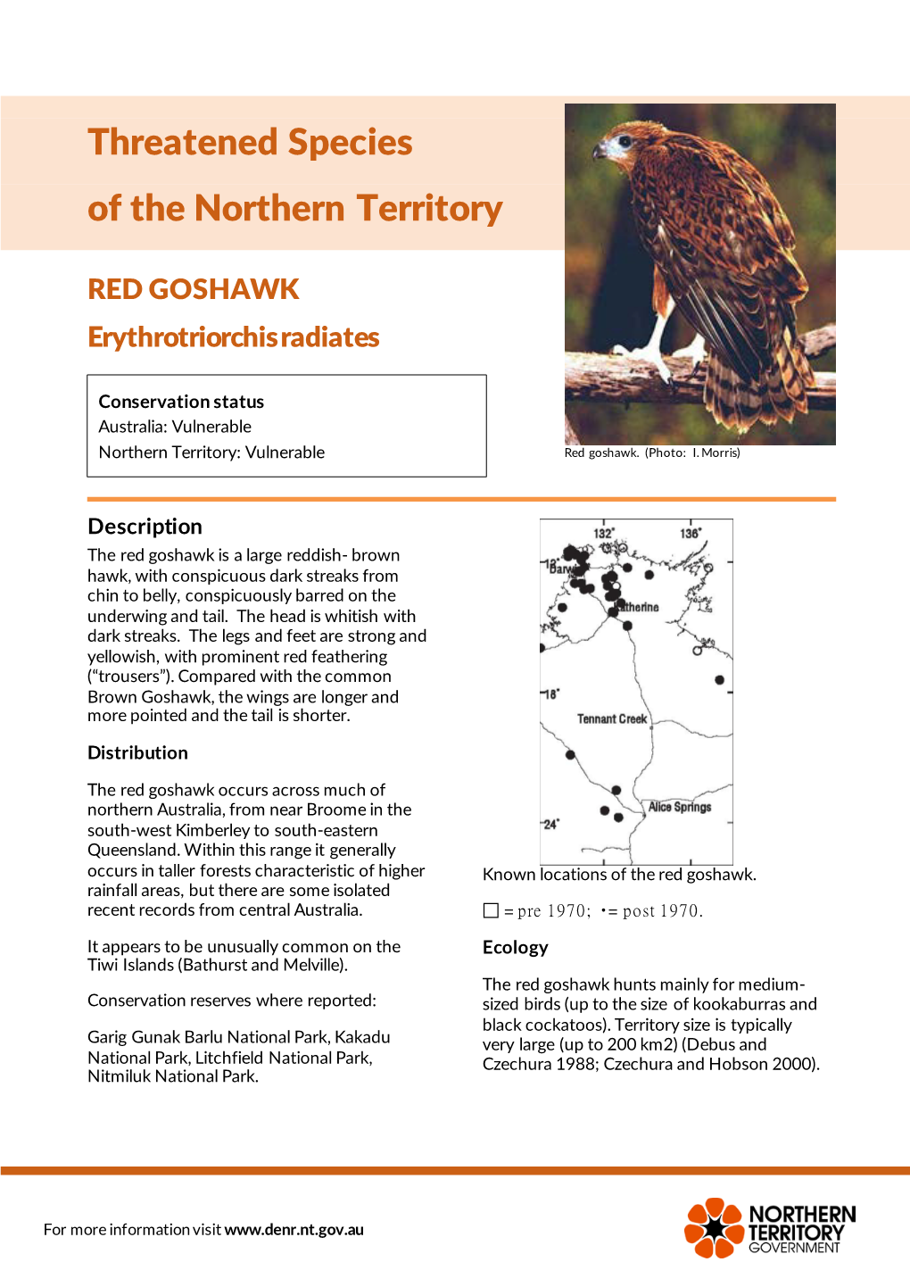 RED GOSHAWK Erythrotriorchis Radiates