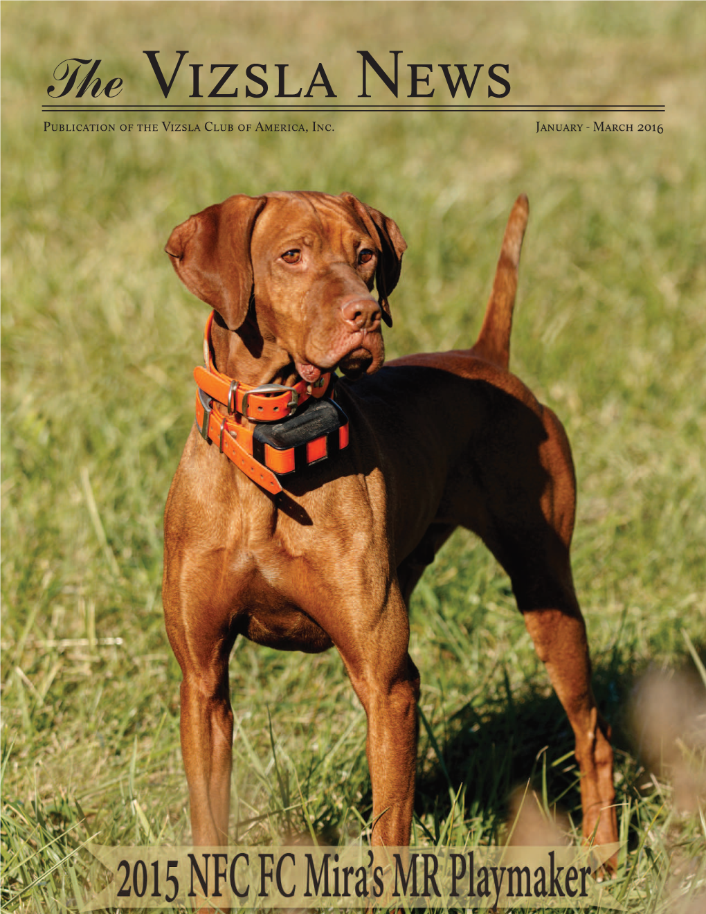 The Vizsla News Publication of the Vizsla Club of America, Inc