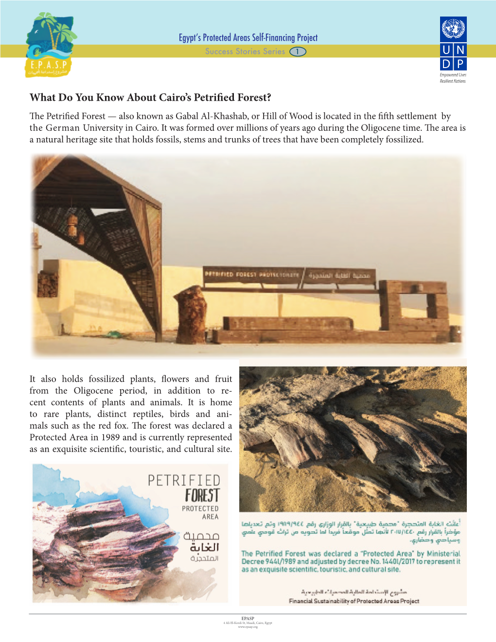 What Do You Know About Cairo's Petrified Forest?