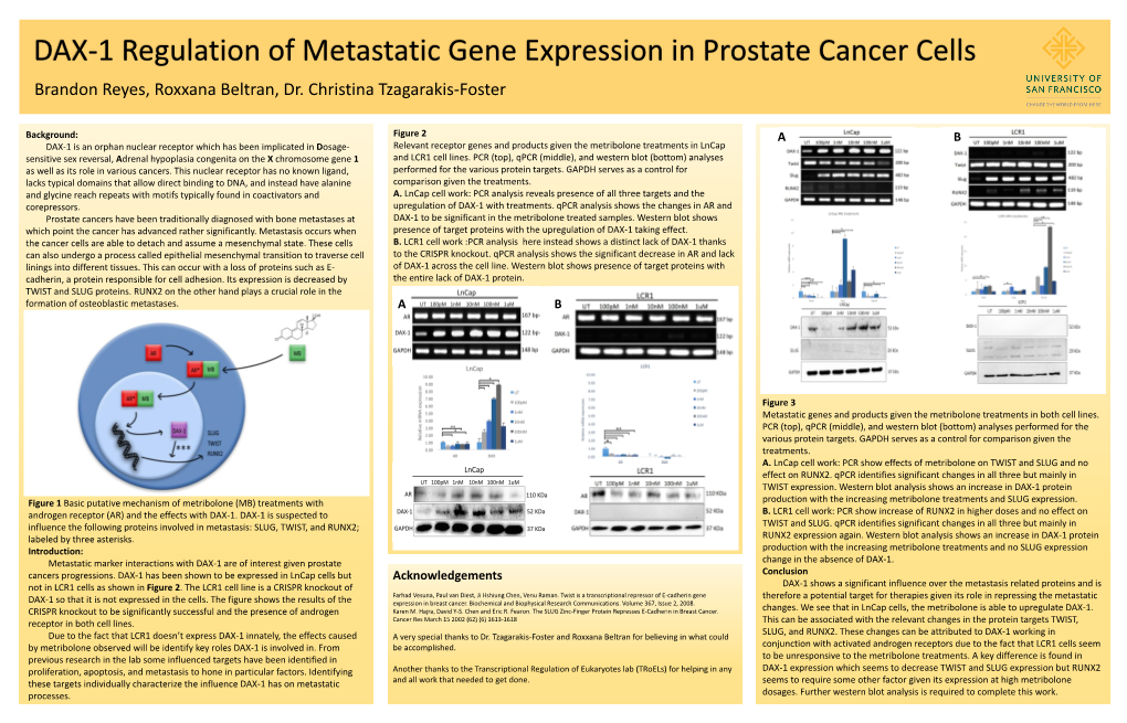 DAX-1 Regulation of Gene Expression in Prostate Cancer Cells