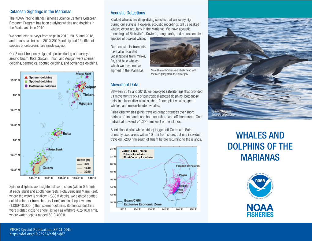 Whales and Dolphins of the Marianas