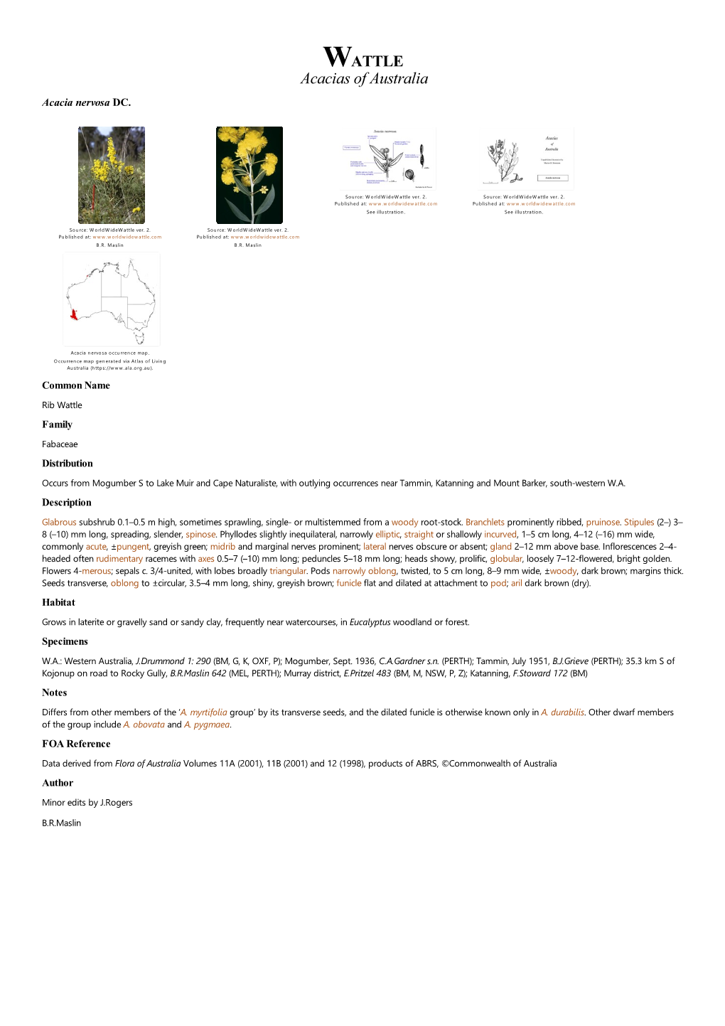 Acacia Nervosa DC