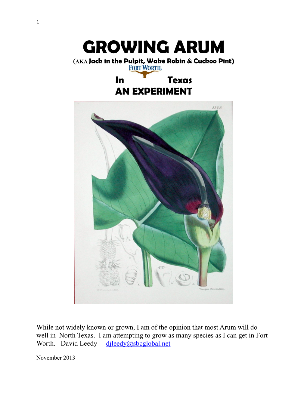 GROWING ARUM (AKA Jack in the Pulpit, Wake Robin & Cuckoo Pint)