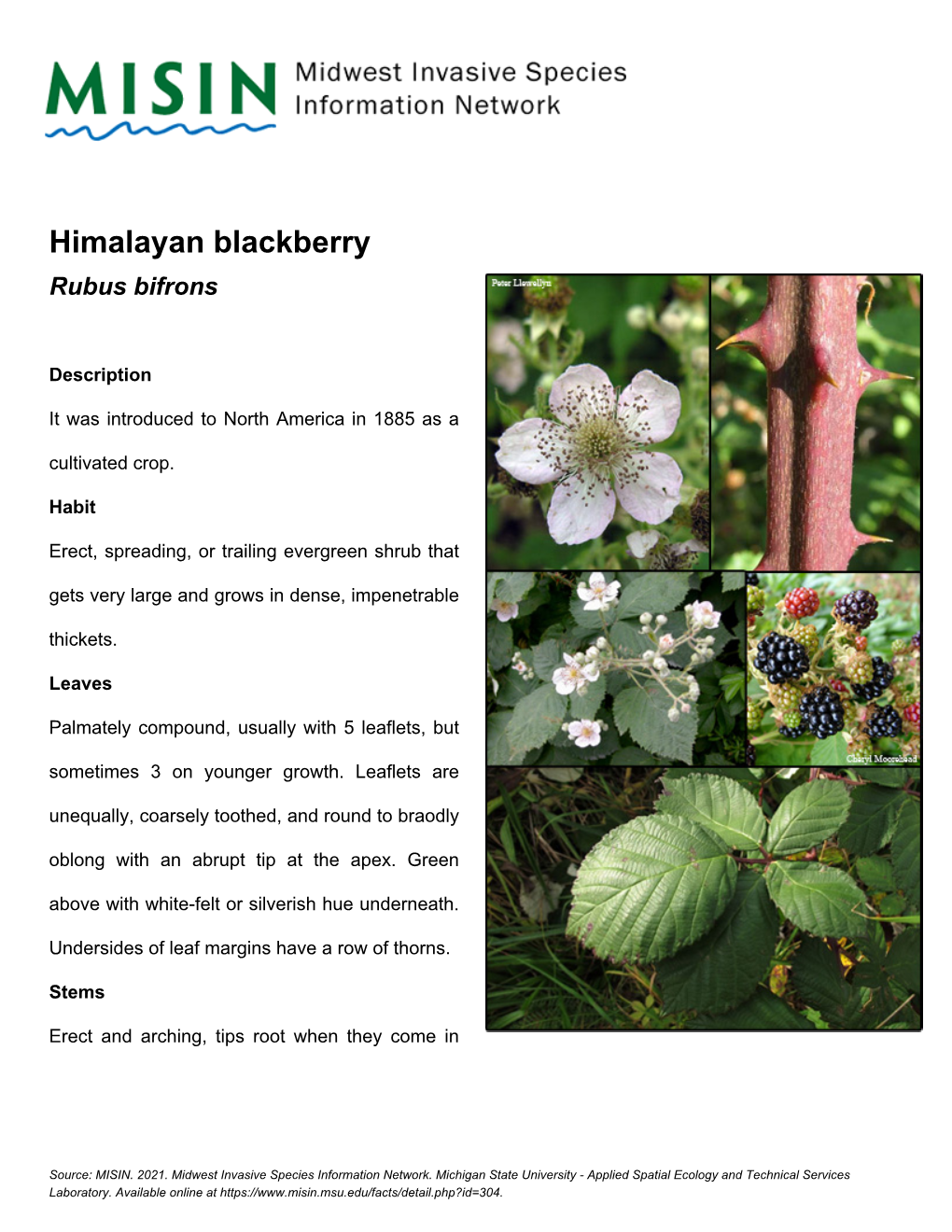 Himalayan Blackberry Rubus Bifrons