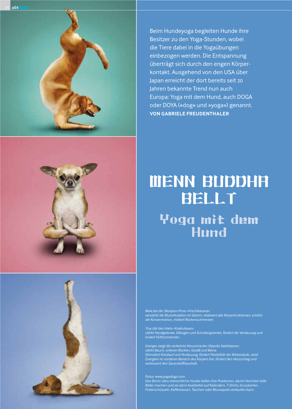 Beim Hundeyoga Begleiten Hunde Ihre Besitzer Zu Den Yoga-Stunden, Wobei Die Tiere Dabei in Die Yogaübungen Einbezogen Werden