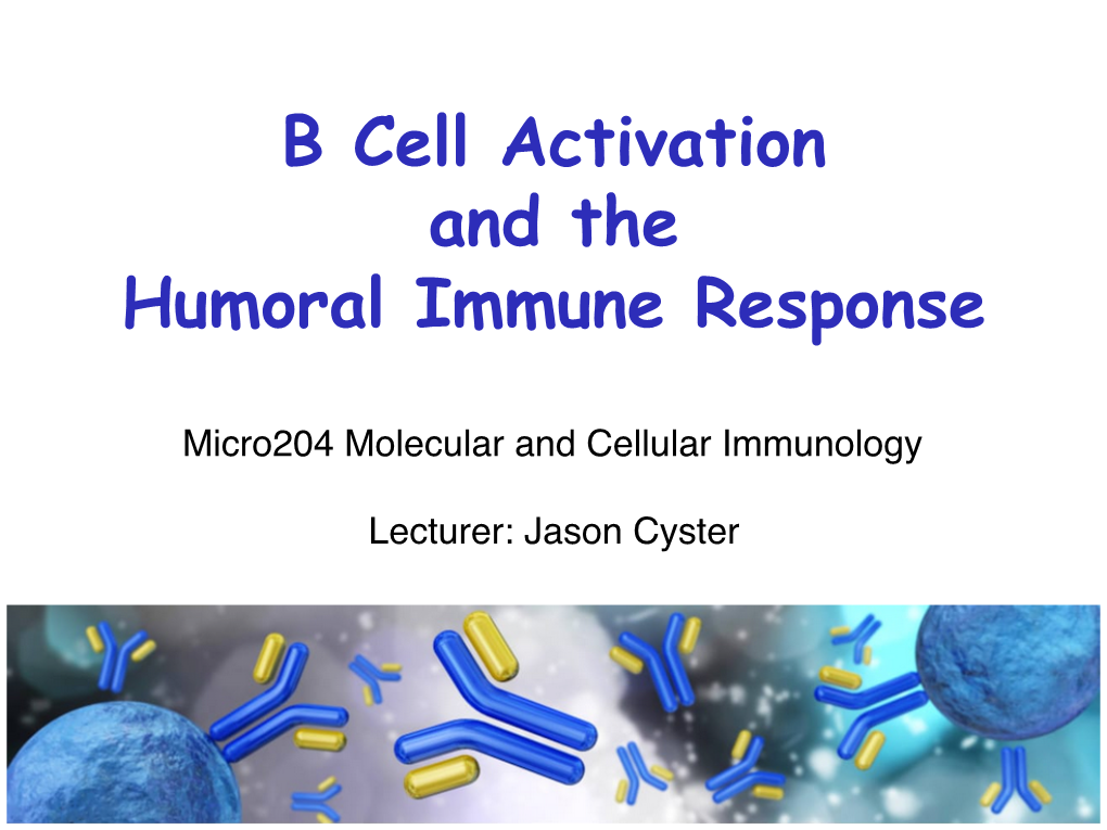 B Cell Activation and the Humoral Immune Response