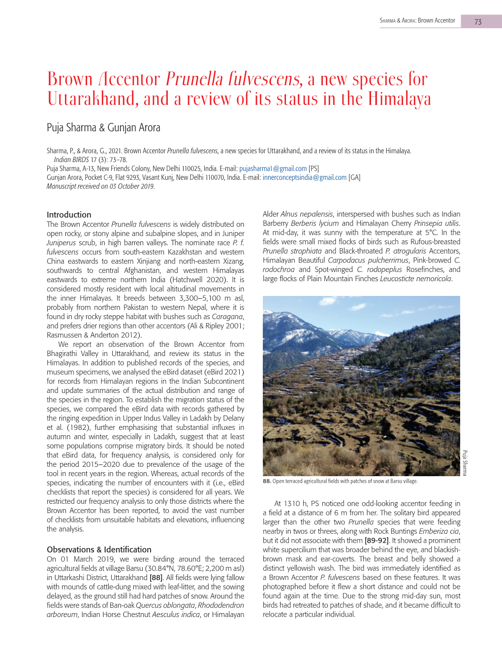 Brown Accentor Prunella Fulvescens, a New Species for Uttarakhand, and a Review of Its Status in the Himalaya