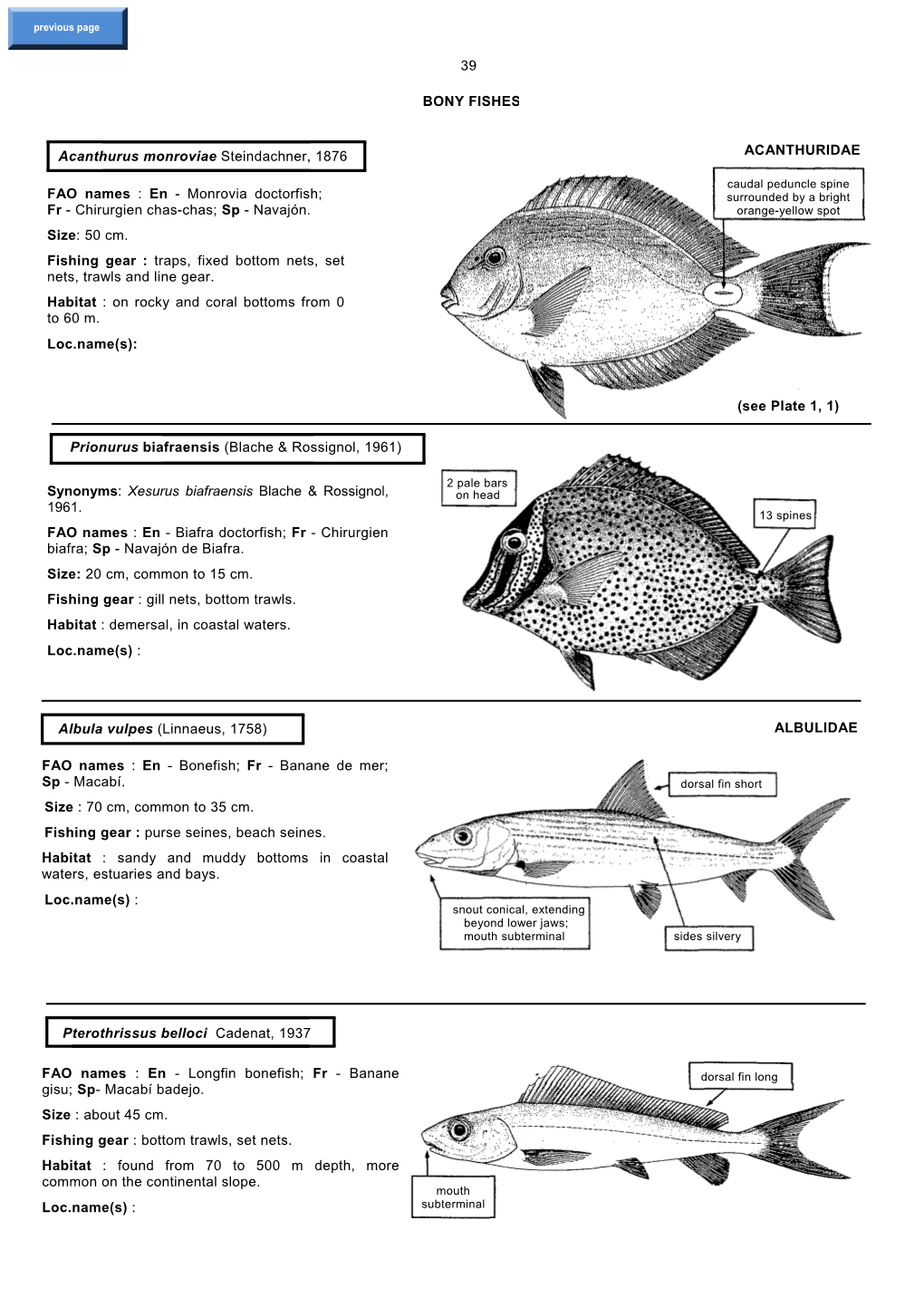39 BONY FISHES Acanthurus Monroviae Steindachner, 1876