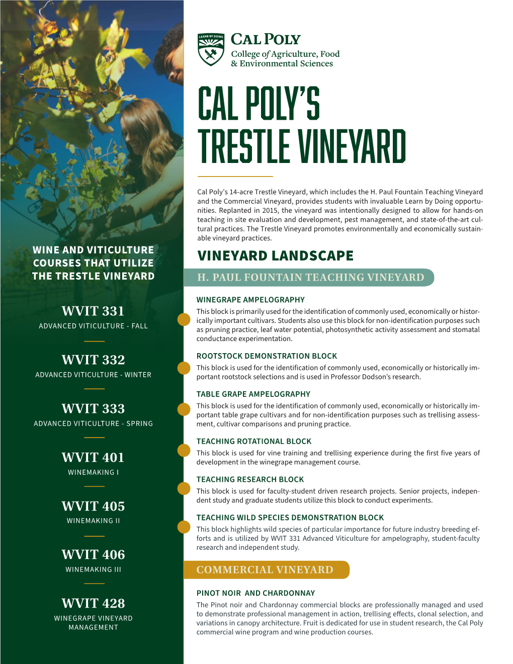 Cal Poly's Trestle Vineyard