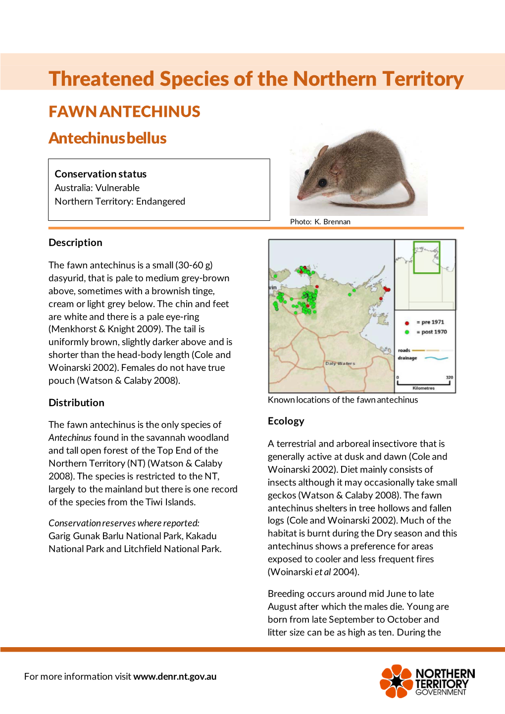 FAWN ANTECHINUS Antechinus Bellus