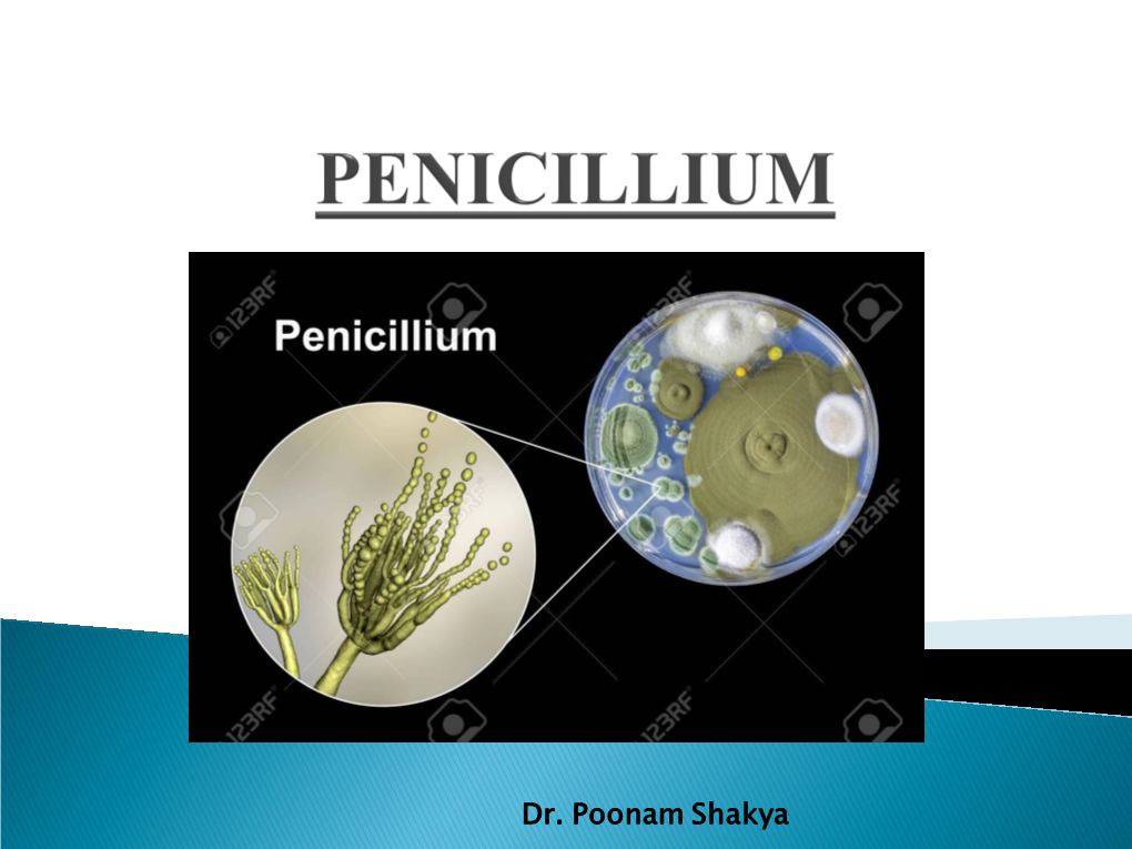 9A Penicillium.Pdf