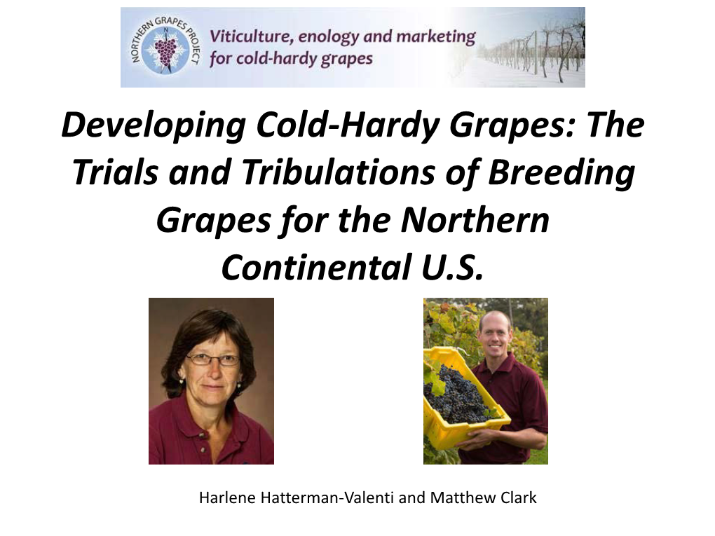 The Trials and Tribulations of Breeding Grapes for the Northern Continental U.S