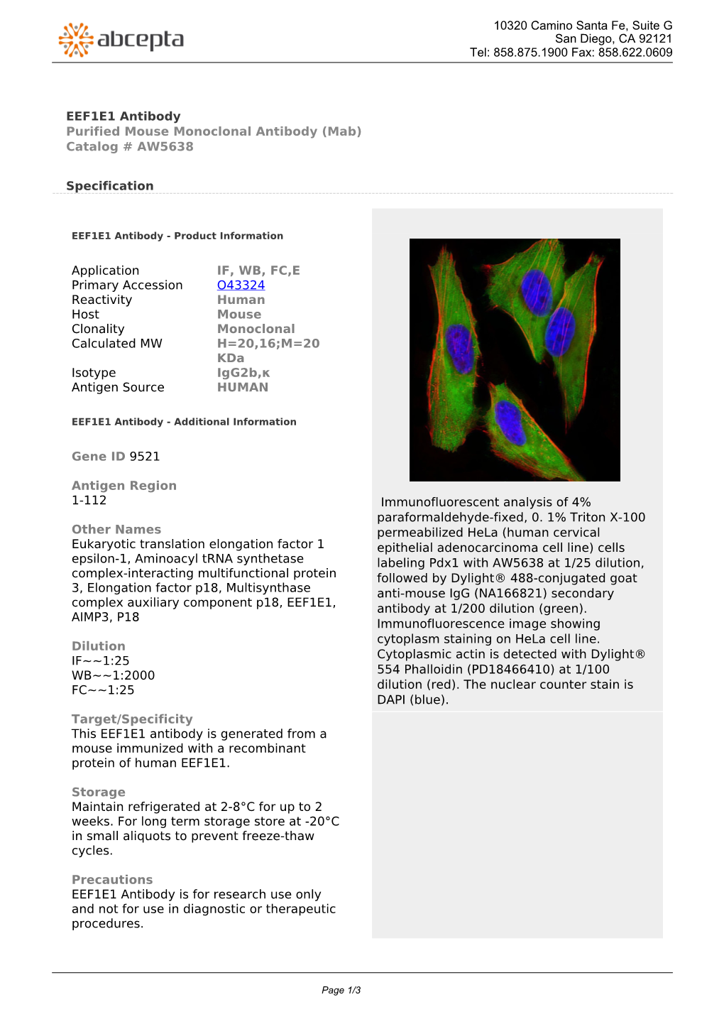 EEF1E1 Antibody Purified Mouse Monoclonal Antibody (Mab) Catalog # AW5638