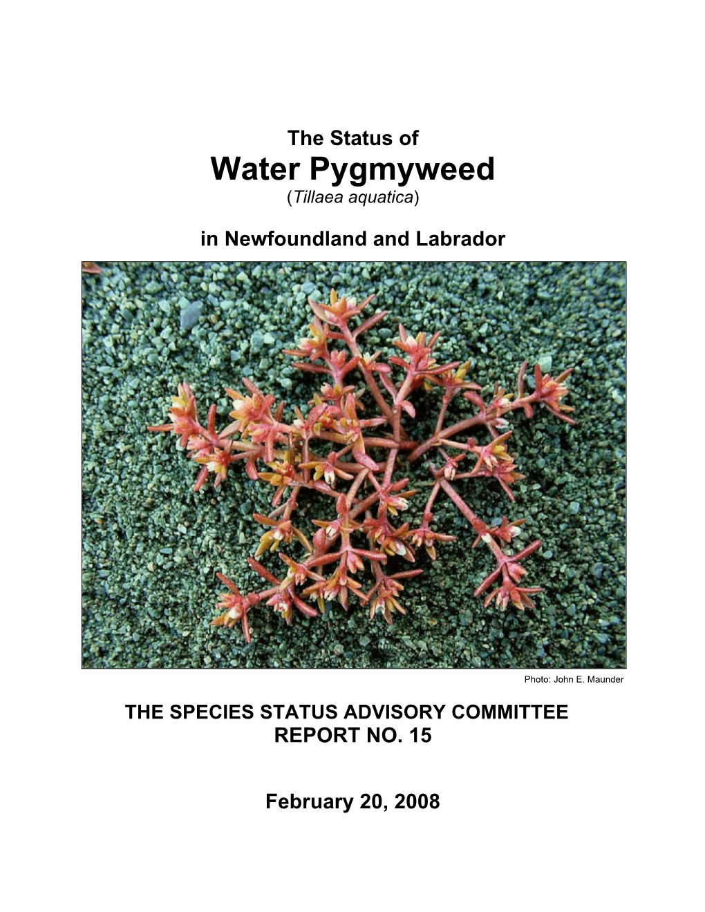 Water Pygmyweed (Tillaea Aquatica)