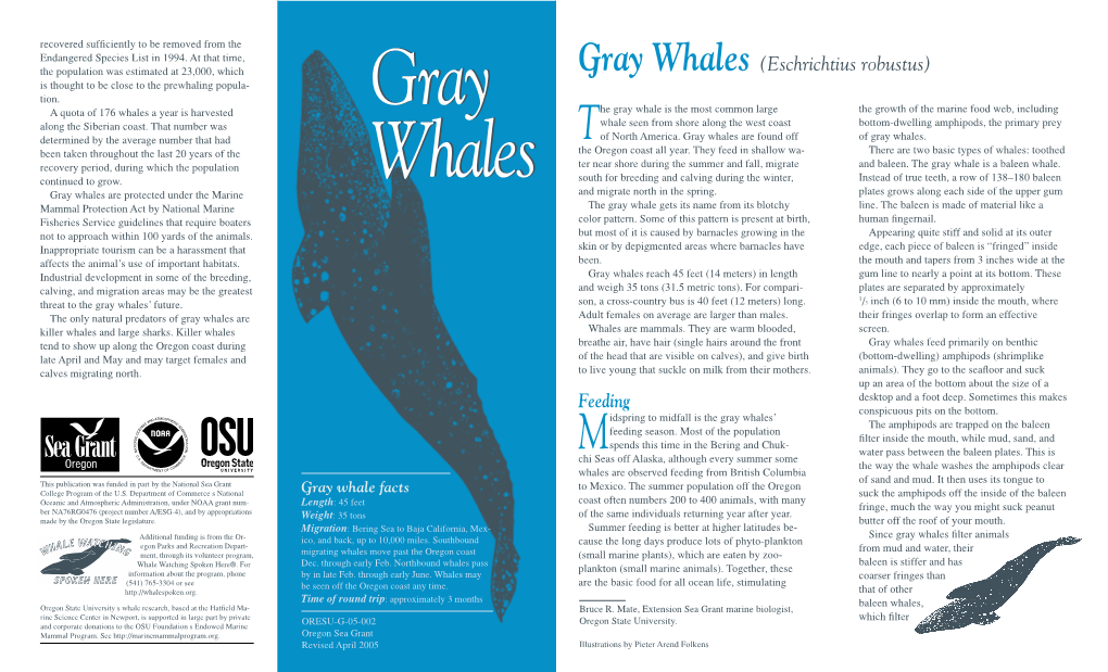 Gray Whales (Eschrichtius Robustus) Is Thought to Be Close to the Prewhaling Popula- Tion