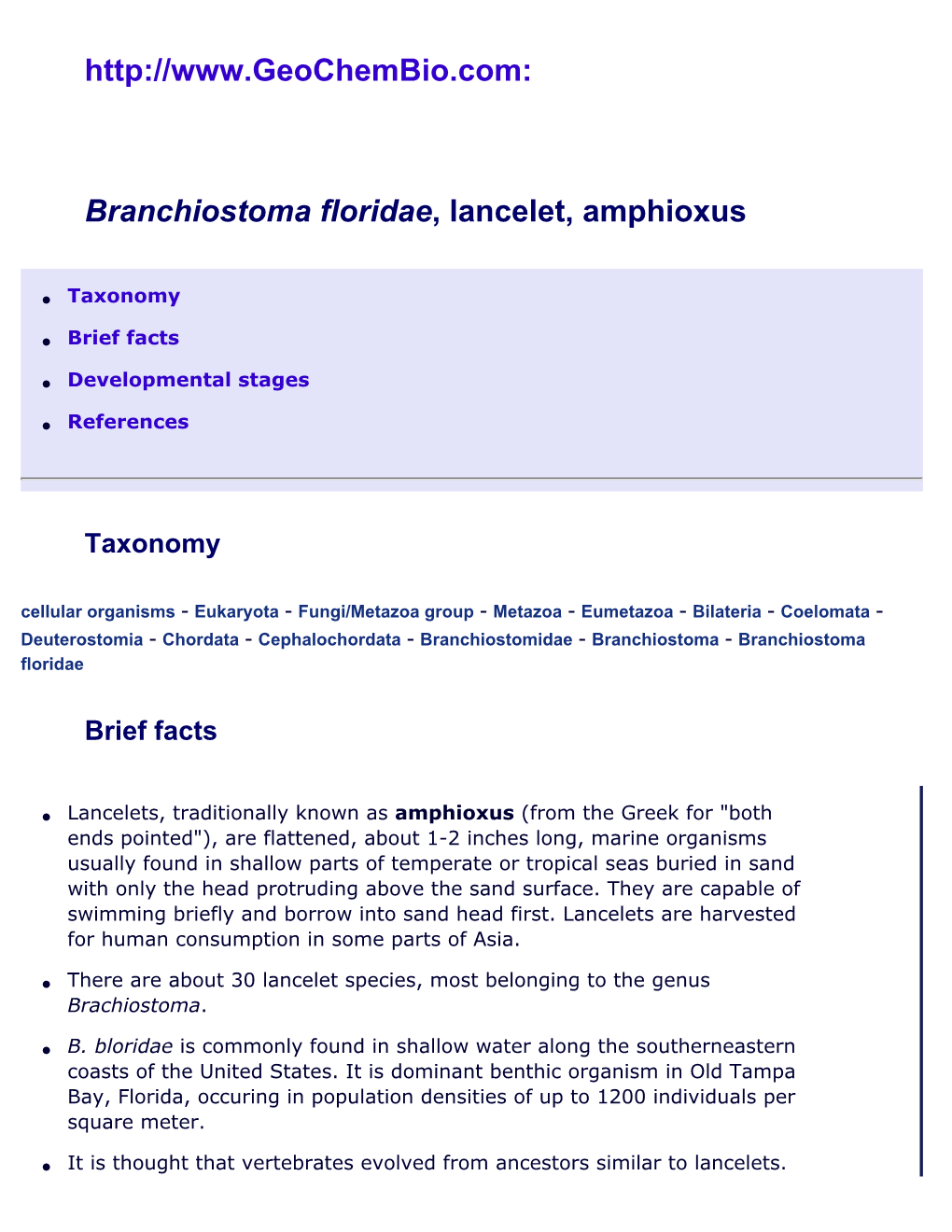 Branchiostoma Floridae, Lancelet, Amphioxus