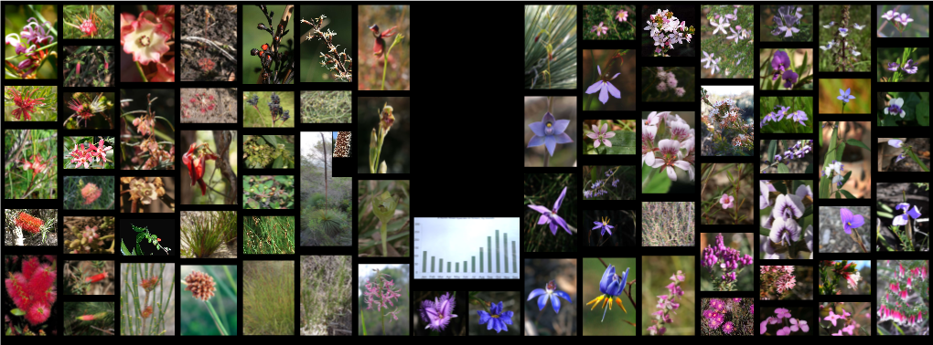 Eastern Suburbs Banksia Scrub (ESBS)