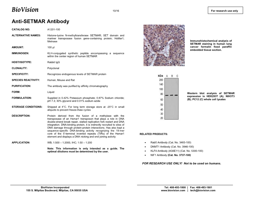 A1201-Anti-SETMAR Antibody