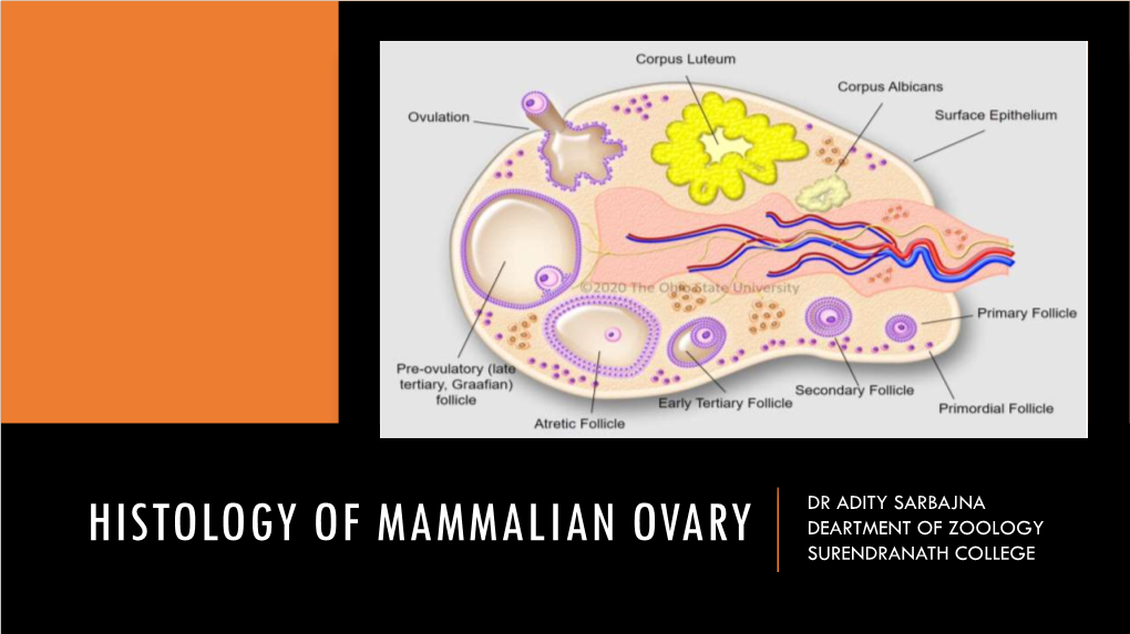 Histology of Mammalian Ovary Deartment of Zoology Surendranath College A