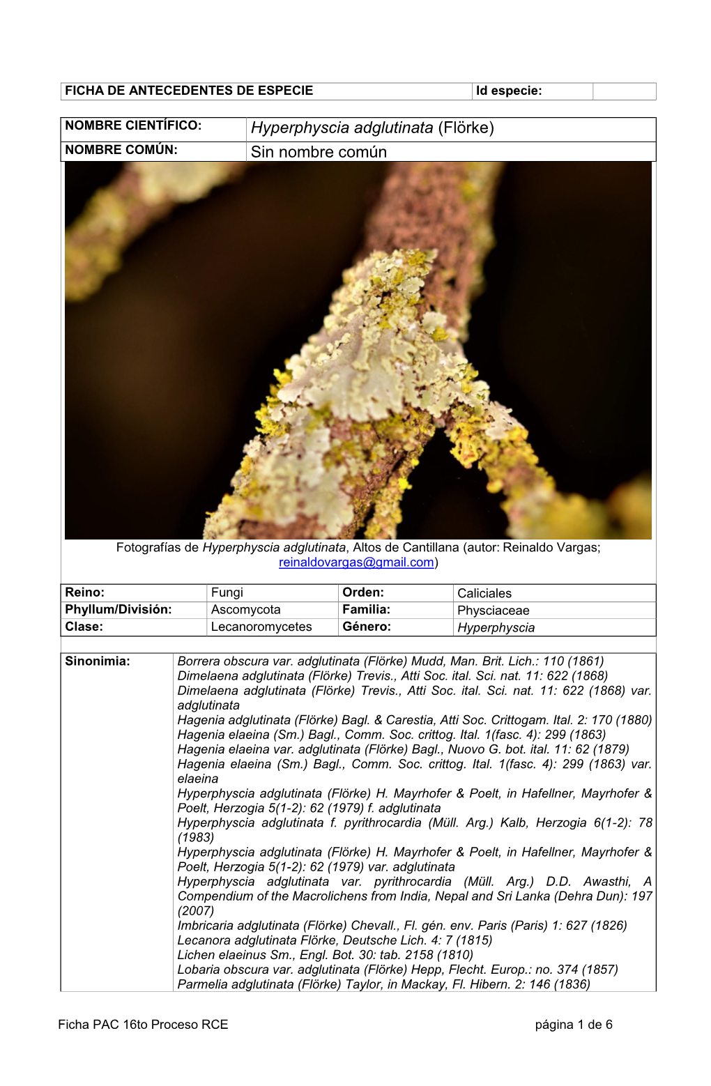 Hyperphyscia Adglutinata (Flörke) Sin Nombre Común