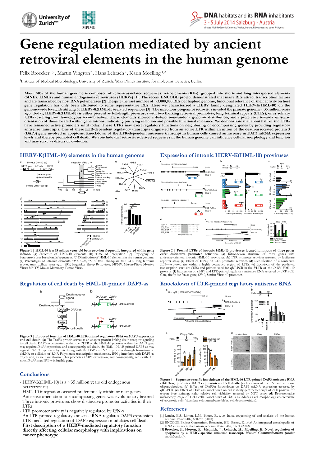 Gene Regulation Mediated by Ancient Retroviral Elements in the Human